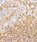 Anti-CD45 Mouse mAb